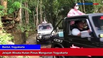 Jelajah Wisata Hutan Pinus Mangunan Yogyakarta