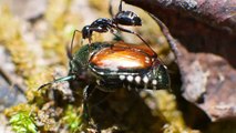Japanese Beetle Back Kicks Ant that Climbs on its Back