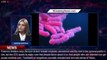 What is Shigella, the increasingly drug-resistant bacteria the CDC is