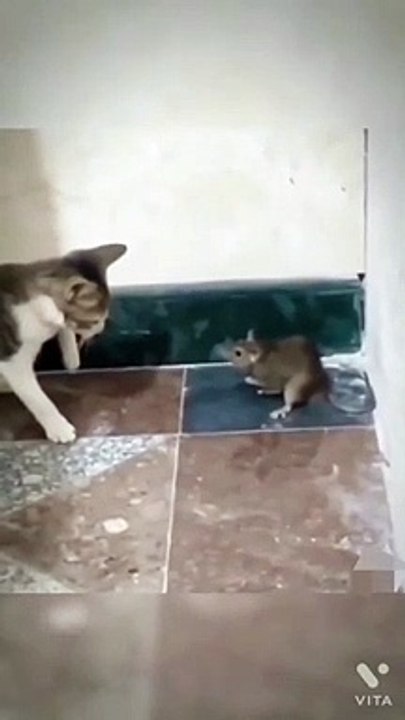 cat and mouse loool