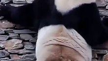 panda dance