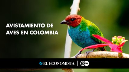 Avistamiento de aves en Colombia