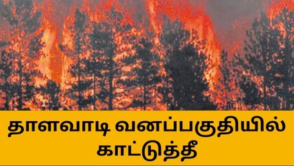 ஈரோடு: புலிகள் காப்பகத்தில் திடீர் காட்டுத் தீ-பெரும் பரபரப்பு