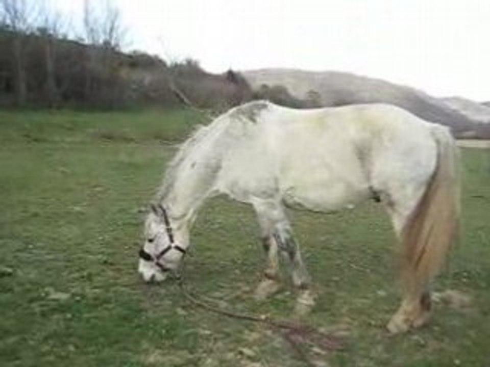 Izou naseaux