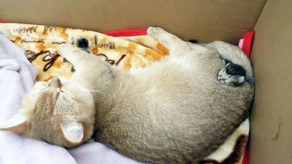 How kitten Kiki grows up_ from 0-30 days!