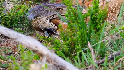 10 Strangest Things Found Inside Animals!