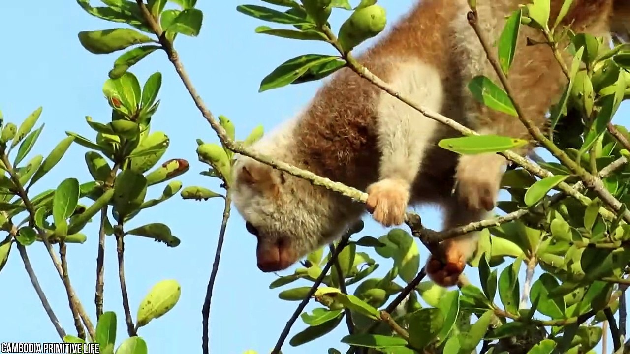 12 Smaller Animals That Fear NOTHING - video Dailymotion