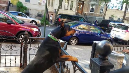 12 Dogs Only The Brave Can Keep