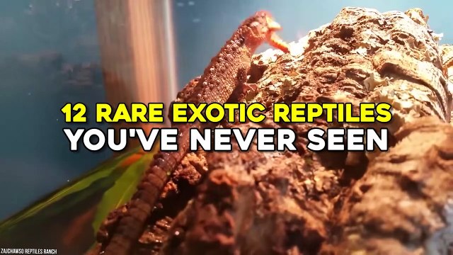 12 RARE Exotic Reptiles You've Never Seen