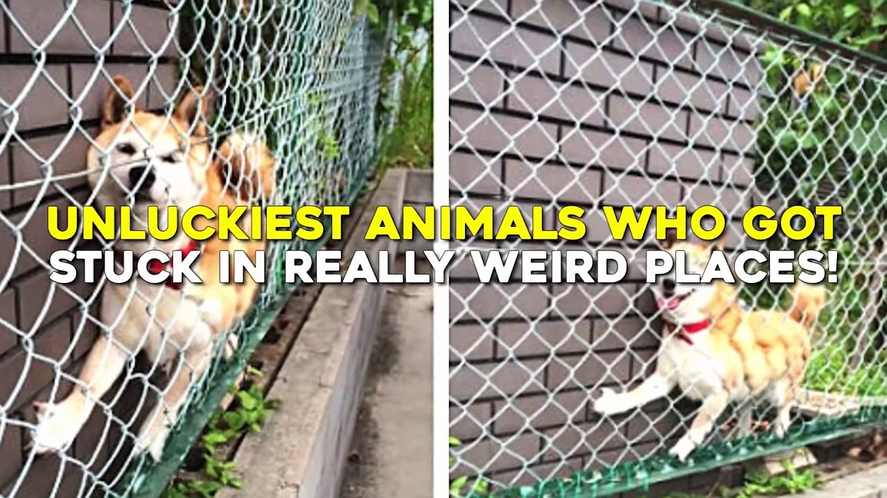 20 Animals Who Got Stuck In Weird Places