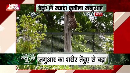 Jungle News : सबसे खतरनाक शिकारी होता है जगुआर