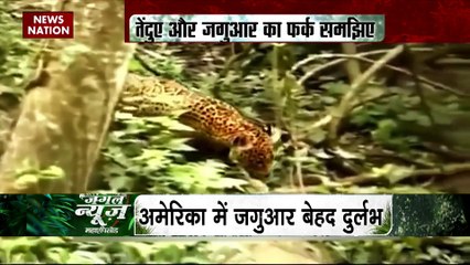 Jungle News : अलग होते है जगुआर और तेंदुआ