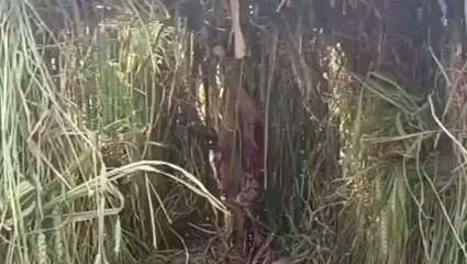 गाज़ियाबाद: अब ये बनेगा &#039;तेंदुए&#039; का ठिकाना, वन विभाग ने कर दिया बंदोबस्त.....