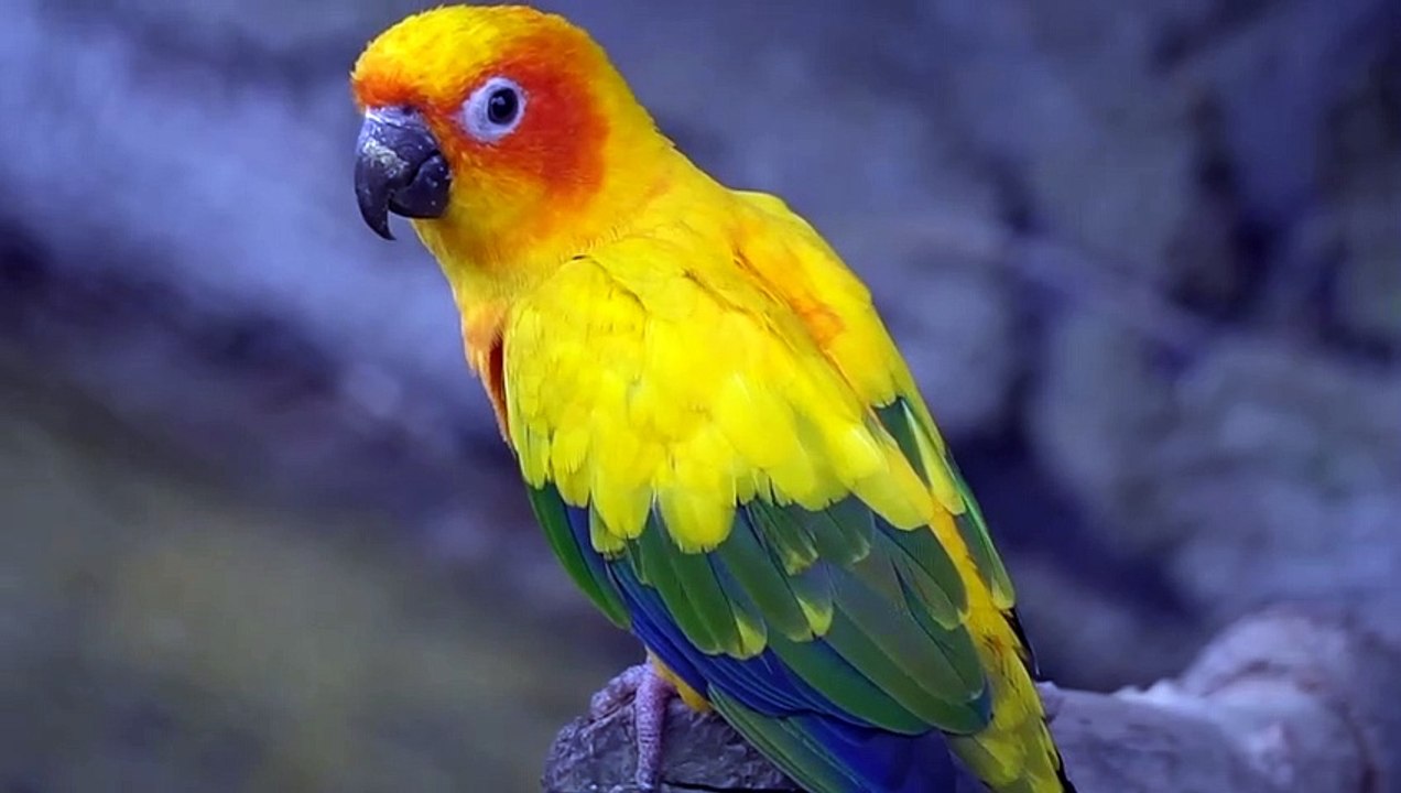 parrot video 4k