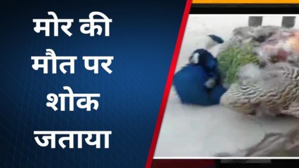 बीकानेर: नाचते मोर पर टूट पड़े कुत्ते, फिर...