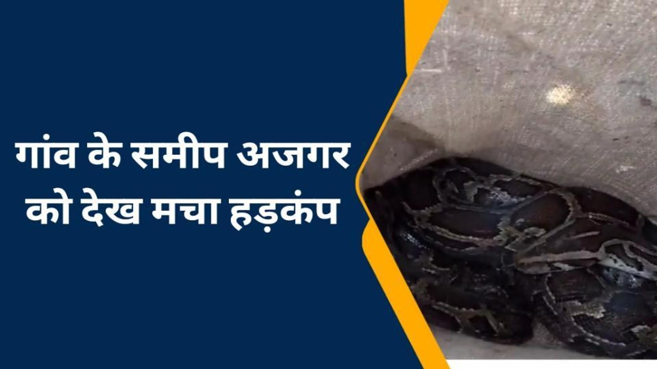 बहराइच: आबादी क्षेत्र में निकला विशालकाय अजगर, वन विभाग ने रेस्क्यू अभियान चलाकर घने जंगल में छोड़ा