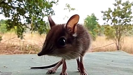 14 Rare Baby Animals You'll See For The First Time