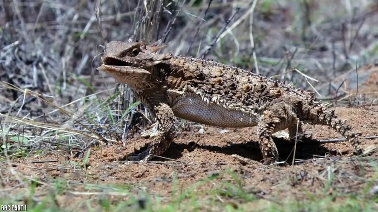 10 Weird Ways Animals Protect Themselves