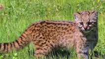 10 Rare Wild Cats More Beautiful Than Lions