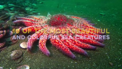 10 Most Beautiful And Colorful Sea Creatures