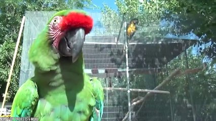 16 Most Beautiful Parrots In The World