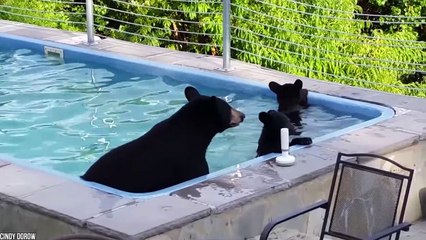 10 Weirdest Things People Found In Swimming Pools