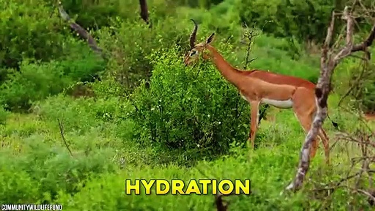 10 Mythical Creatures That Exist In The Wild