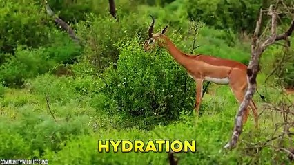 10 Mythical Creatures That Exist In The Wild