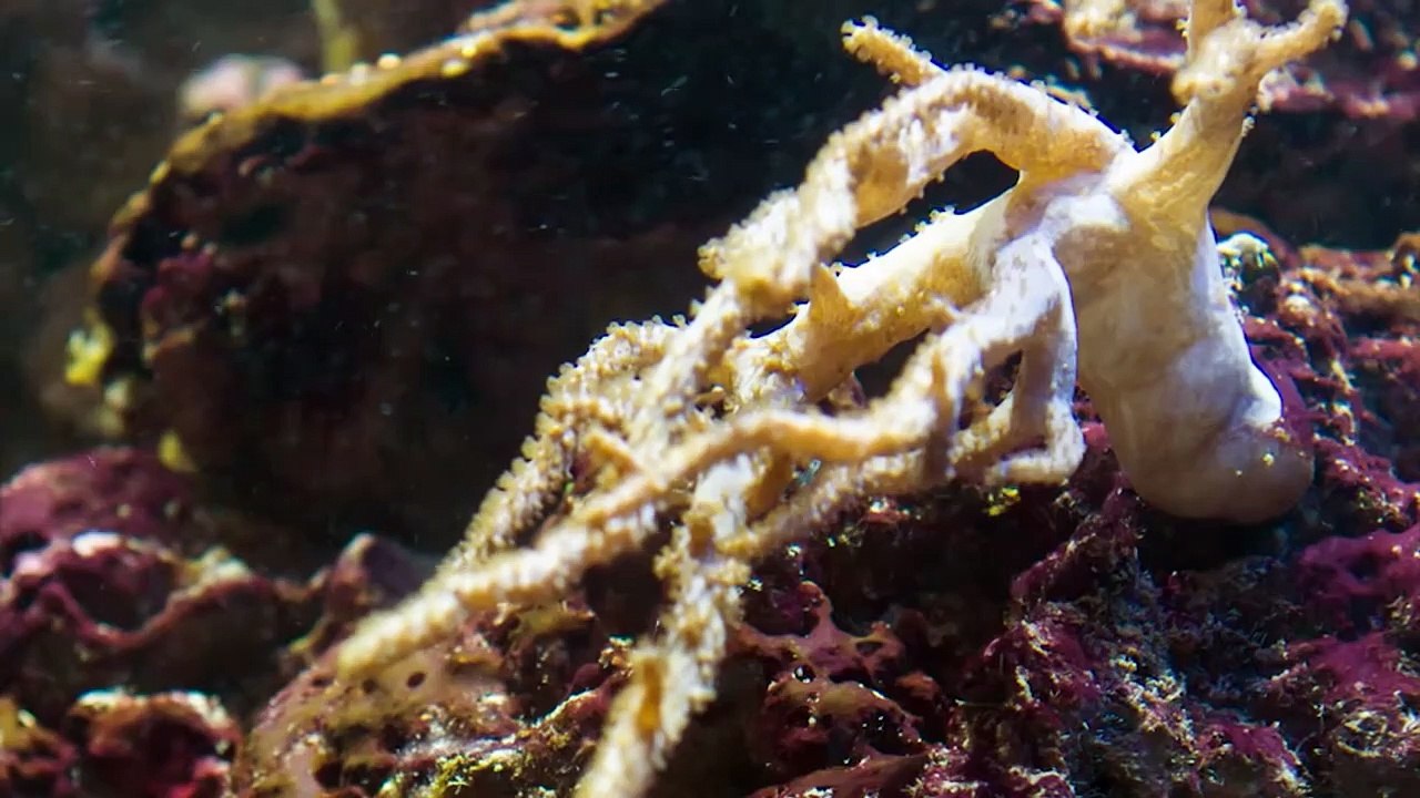 10 Mysterious Underwater Creatures Caught On Camera