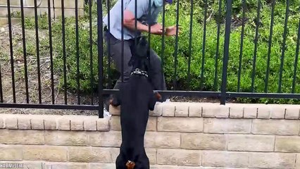 10 Most Muscular Dog Breeds In The World