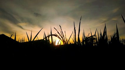 VIDEO AESTHETIC SUNSET