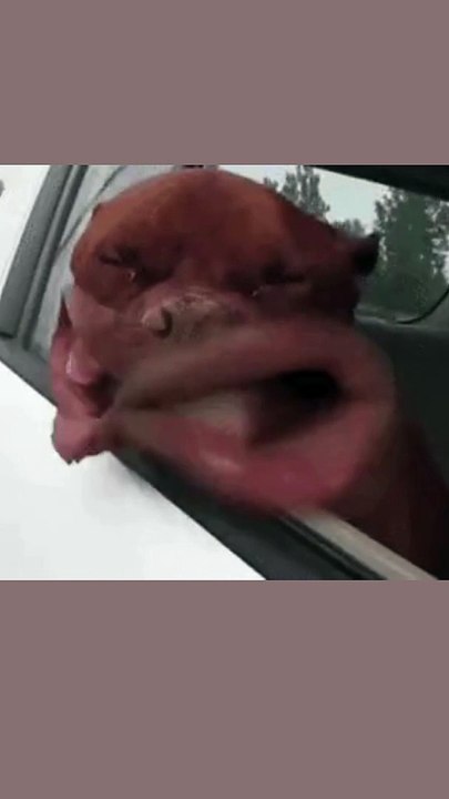 Funny video