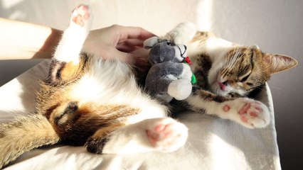Cat Loves His Toy Mouse