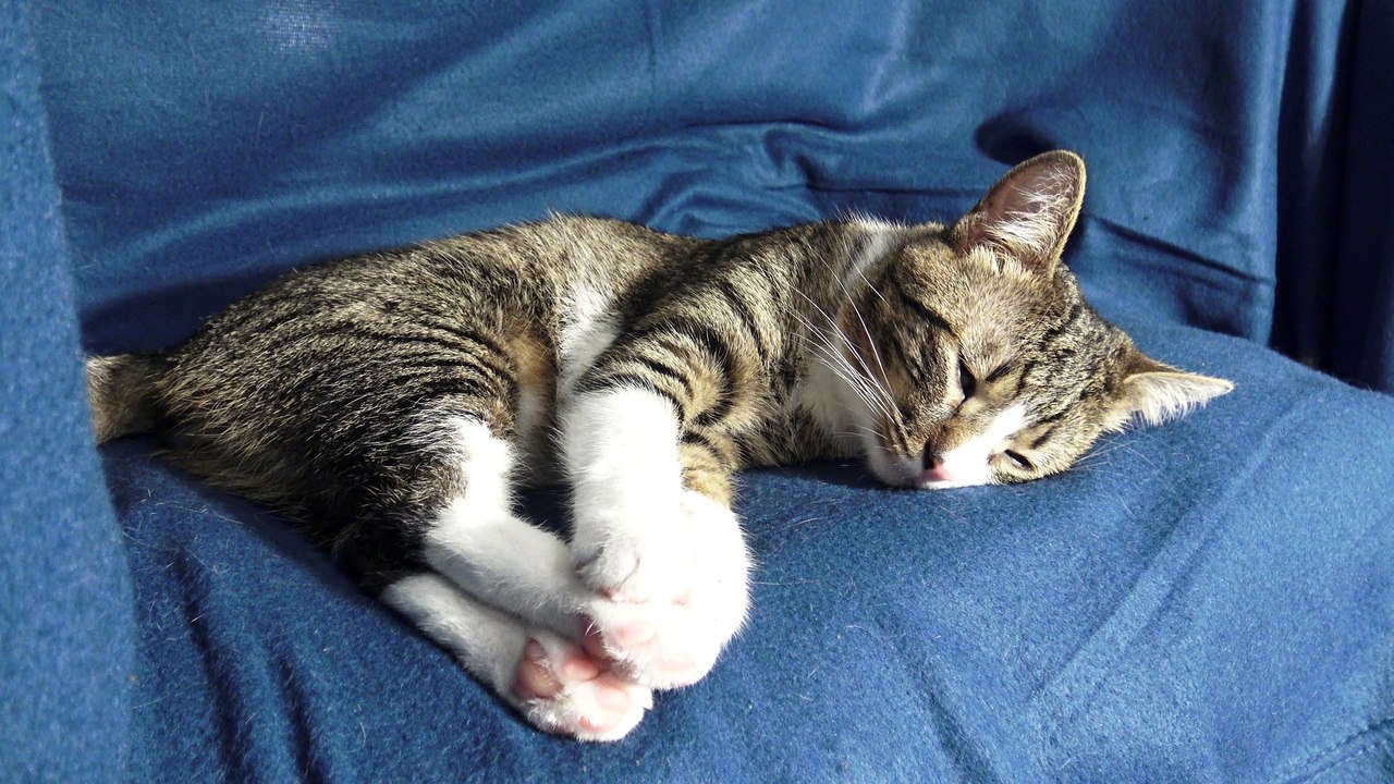 Cat Stretches His Cute Toe Beans