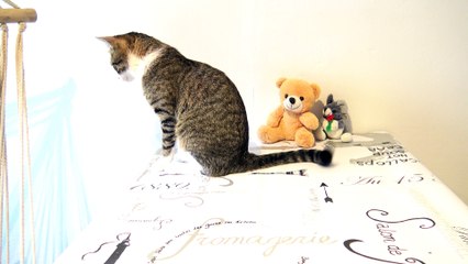 Cat Would Like to Climb on the Swing Chair