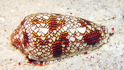 15 Animals You Don't Want Problems With