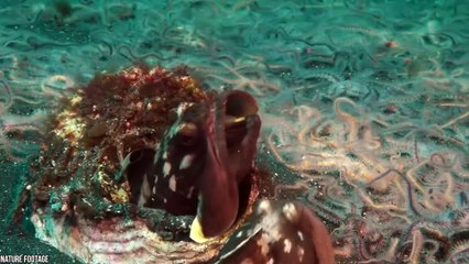 15 Terrifying Sea Creatures You Dont Want to Meet