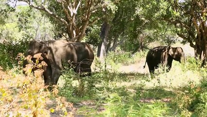 15 Most Terrifying Wild Animal Encounters