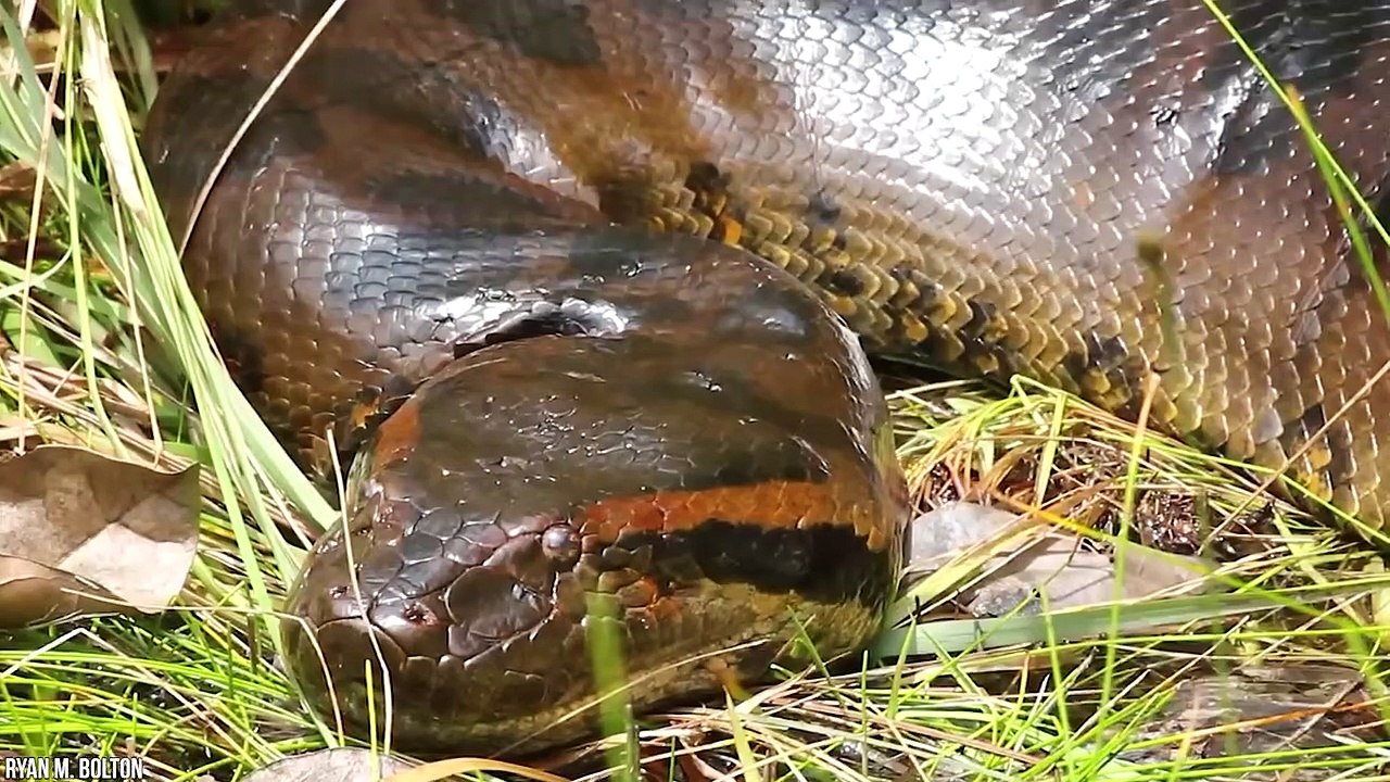 15 Abnormally Large Animals That Actually Exist