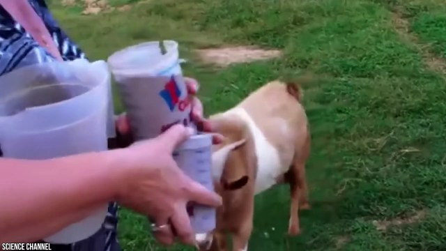 15 Animals That Fake Their Death to Survive