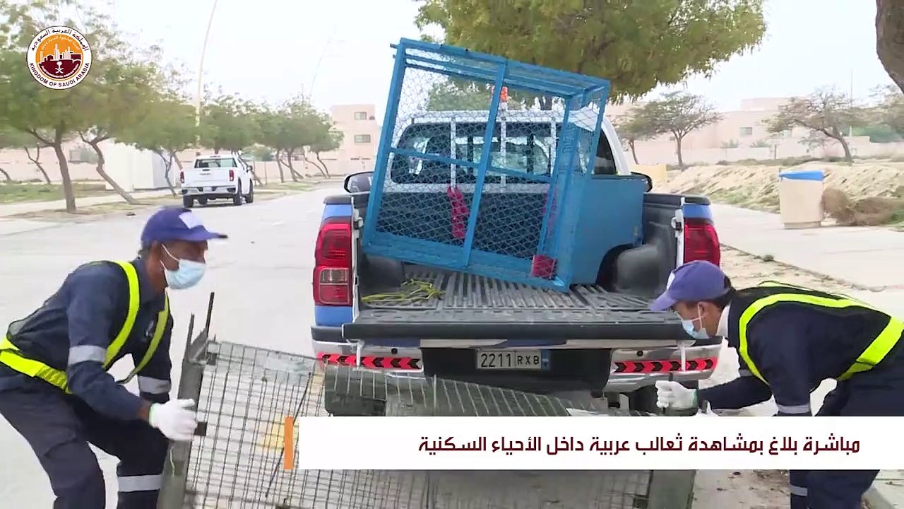 السيطرة على ثعلب عربي داخل حي سكني في الجبيل