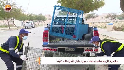السيطرة على ثعلب عربي داخل حي سكني في الجبيل