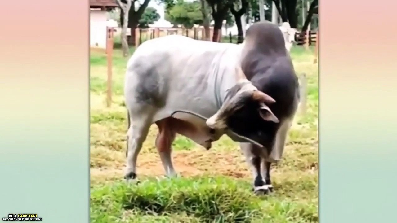 Funniest Animals Moments Part 10