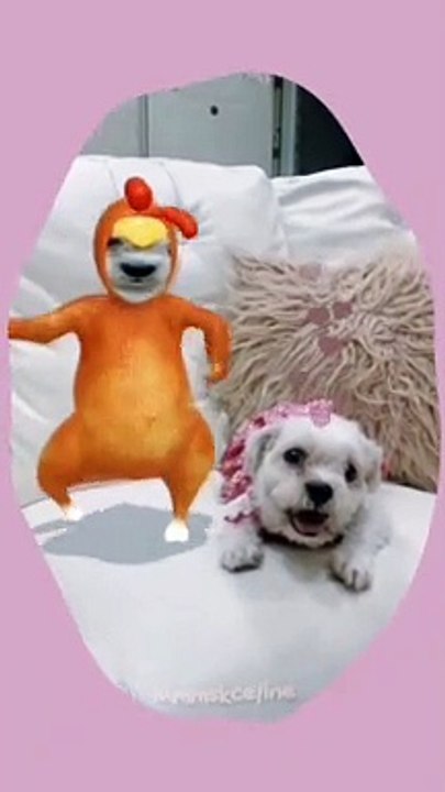 My Furbaby: Chambe Ft. The Annoying Roasted Chicken 