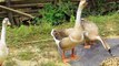 Duck Goose Who Wants To Eat Peanuts || Goose Duck
