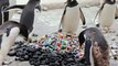 Edinburgh Zoo penguins play with pebbles painted by sick children