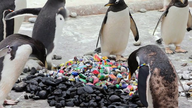 Edinburgh Zoo penguins play with pebbles painted by sick children