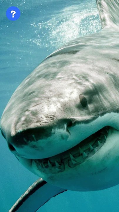 Shark facts in தமிழ் | know This #shorts