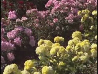 Choisir et Planter ses Rosiers