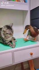 Funny dog cats funny vedio#,,doges funny